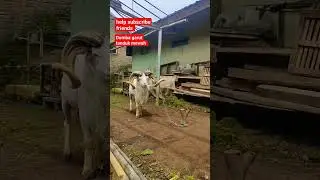 Domba Garut tanduk mewah #dombagarut #iduladha2023 #trend #viral #fypシ