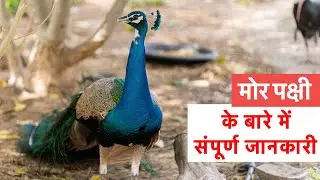 मोर पक्षी के बारे में संपूर्ण जानकारी || Complete information about peacock