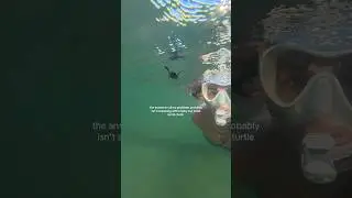 best moment of my life! #florida #diving #seaturtle #marinebio #ocean #beachgirl #snorkel #beach