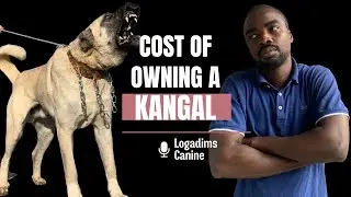 Kangal Dog Price in Nigeria 2026 | Full Cost Breakdown & What to Expect