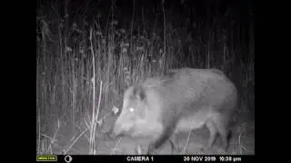 Polish Wildlife - Krakow, Tyniec Wetlands 2019