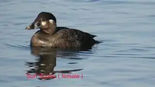 Birding in Semiahmoo, WA