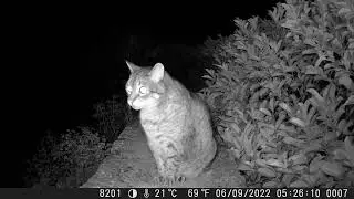 Coolife H8201 trail camera