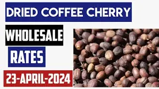DRIED COFFEE ROBUSTA CHERRY SPOT PRICE PULPALLY, KALPETTA WAYANAD INDIA PARCHMENT MARKET RATES