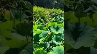 Lotus flowers Adelaide Botanic Gardens