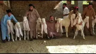 Gulabi Goats