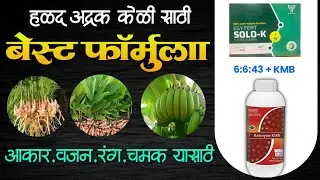 # हळद,अद्रक, केळी चा आकार, वजन, चमक, लांबी वाढवण्यासाठी बेस्ट फॉर्म्युलेशन |फुगवण्यासाठी पोटॅश Best 