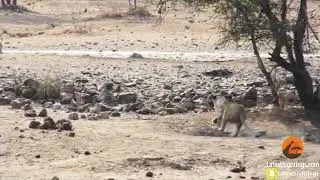 Worst Lion Hunt Fail Ever!!UTubeAnimalTv!