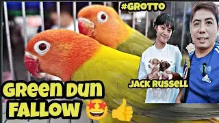 #grotto petmarket#Wow!Green Dun fallow ni boss pjhay😱🤩👍#jack Russell ni Ate sobrang cute🤩😱👍