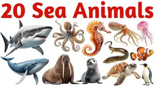 20 समुद्री जानवरों के नाम सीखें बच्चों के लिए | Learn 20 Sea Animal Names for Kids with Pictures