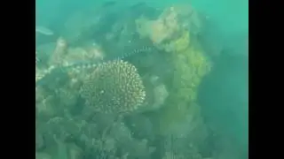 Largest Banded Sea Krait Snake in Railay Beach, Krabi, Thailand