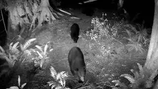 GardePro Trail Camera - Mama bear puts her cubs in place.