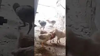 kon new guest aa gya ghr🤭#trending #chick#beauty #viral #love #love #vrial video# lovely