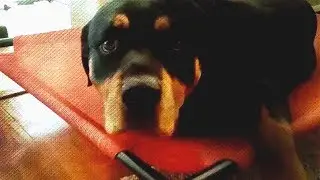 3 Naughty Dog Behaviors You Can Fix Without a Trainer