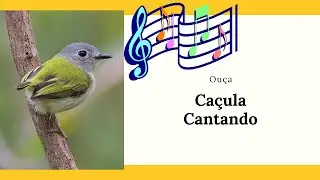 Ca&ccedil;ula Cantando