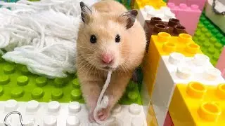 Hamsters Funny Moments 🐹 Behind The Scenes of Love Hamster Channel