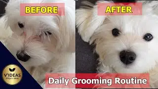 Daily grooming routine of Maltese | Mylo - The Maltese