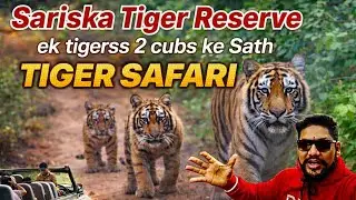 Delhi To Alwar Sariska Tiger Reserve Jungle Safari !! Ek Tigerss 2 Cubs ke Sath Active 