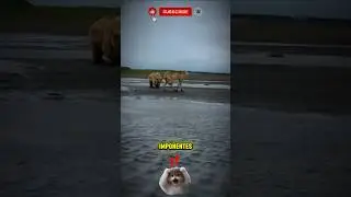 🐺❄️🌍 Los lobos m&aacute;s imponentes y temidos del mundo