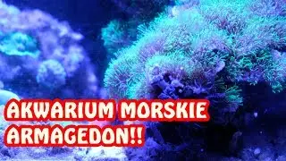 Akwarium morskie - amatorskie - Glony i Zaniedbania Ep. 2