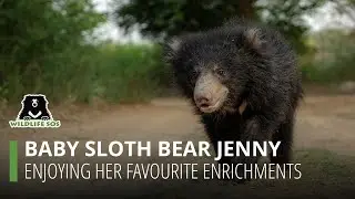Baby sloth bear Jenny enjoying her favourite enrichments at ABRF!