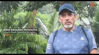 Reproducción activación Artesanal Trichoderma Harina Maiz Arroz uso Suelo Bioabonos Pacas digestoras