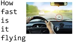 How fast are flies flying in a moving car