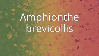 Amphionthe brevicollis
