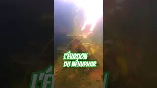 quand tu veux rempoter ton n&eacute;nuphar car il s'&eacute;vade de son pot #bassin #nenuphar