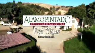 Classic Vet Tip Stable Vices