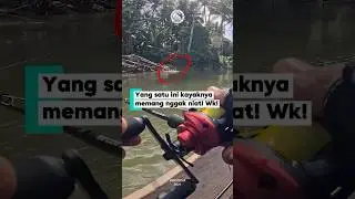Crazy TOP WATER ATTACK Papuan Black Bass in Remote River of Indonesia! 2026 #Shorts