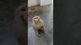 bandar | monkey video | monkey | manky voice | bandar funny manki jumping video #shorts