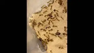 Camponotus fedtschenkoi - short timelapse after feeding frenzy