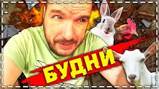 Vlog: Будни российской семьи. \\ Изоляция козы.\\ Свадьба кроликов.