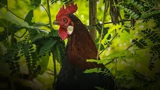Red Jungle Fowl Sound | Explore Wildlife Bird Sounds