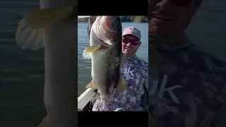 Big fish weighing in at 3.3kg /7,3lbs ⚠️ #viral #bigbassonly #fishing #bassfishing #fyp #fishtok #fi