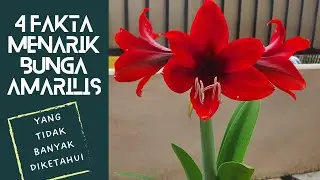 4 Fakta Bunga Amarilis Yang Tidak Banyak Diketahui