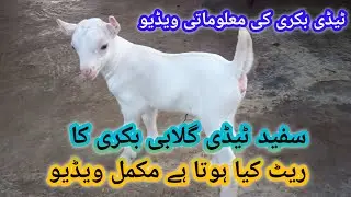 Teddy Goat Farm ll Teddy bakri ka rate Kiya hota hai ll White gulabi teddy bakri ka rate Kitna hona