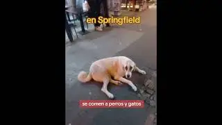 Historia de Springfield #humor
