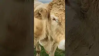 Friendly cow