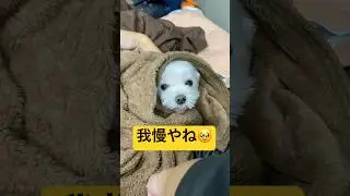 お散歩にいけない時はこうなる🤣🤣🤣#shorts #可愛い犬 #マルチーズ
