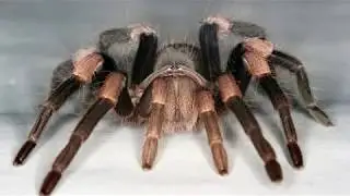 Spider Waltz - Butch Baldassari, Van Manakas