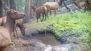 An extended elk family brings the kiddies to the pool, then mayhem ensues.