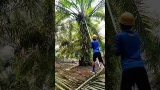 pokok rendah #kerjasawit #pokokrendah