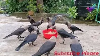 All And Huge types of Crow sound | Most Beautiful Crow Video - All types of Crow sounds P&alpha;11