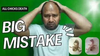 6 Common Breeding Mistakes That Can Destroy Your Chicks @abulaviary4548