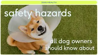 Dog safety hazards to avoid ⚠️
