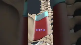 Scapular Retraction