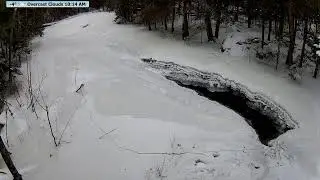 Live  McCaslin Brook Wildlife Frenzy | Nicolet National Forest 24/7