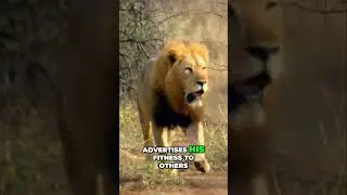 The Lion's Mane #wildlife #freedocumentary #animalshorts